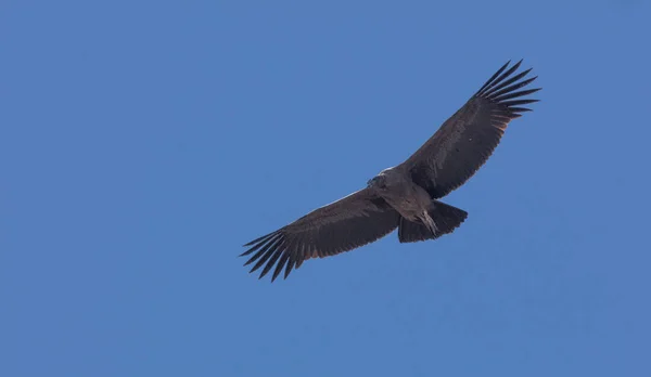 Condor voando no Peru — Fotografia de Stock