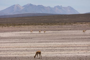 lama Vikunja (Vicugna vicugna)
