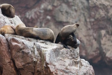 Ballestas Islands, Perù