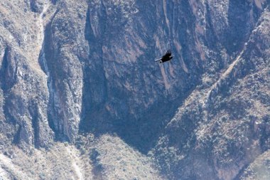Peru'da uçan akbaba