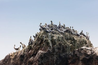 Ballestas Islands, Peru