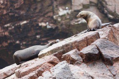Ballestas Islands, Perù