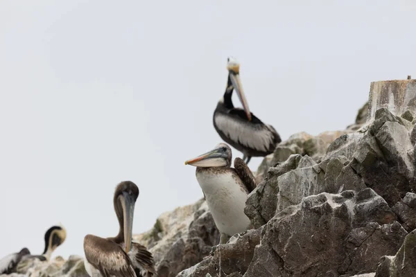 Ballestas Inseln, perù — Stockfoto