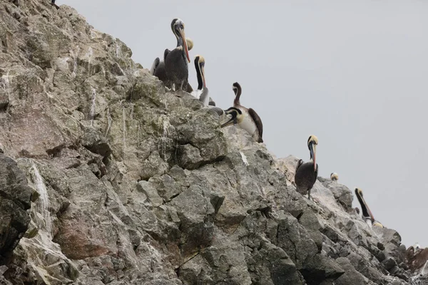 Isole Ballestas, Perù — Foto Stock