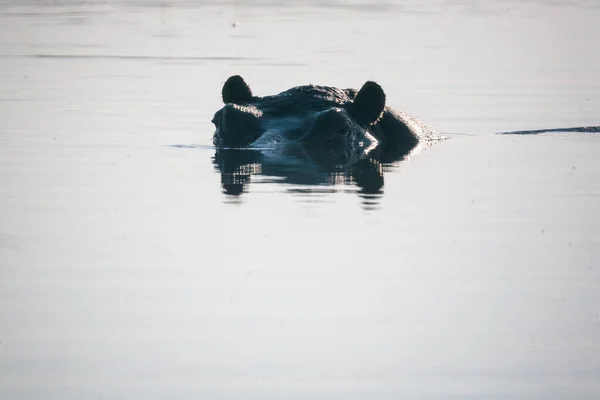 Hippo en Botswana —  Fotos de Stock
