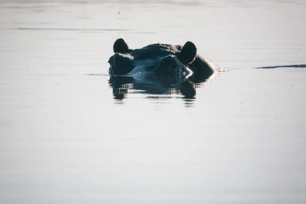 Hyppo in Botswana — Stockfoto