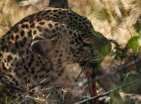Jaguar in Chobe reserve — Stock Photo, Image