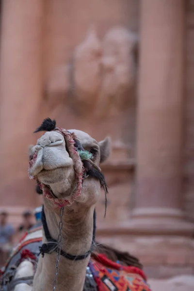 Descansos de camelo em Petra — Fotografia de Stock