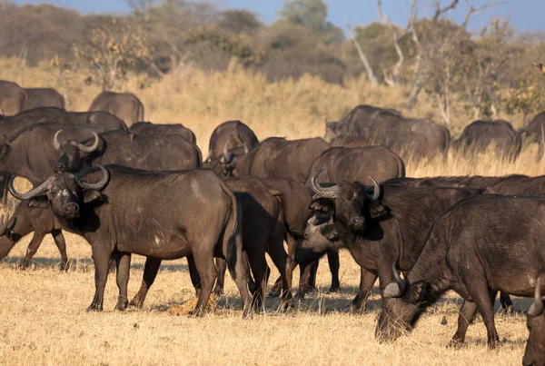 Un grupo de búfalos africanos en Savannah — Foto de Stock