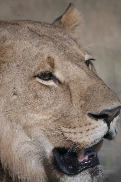 Lioness, Botswana — Zdjęcie stockowe