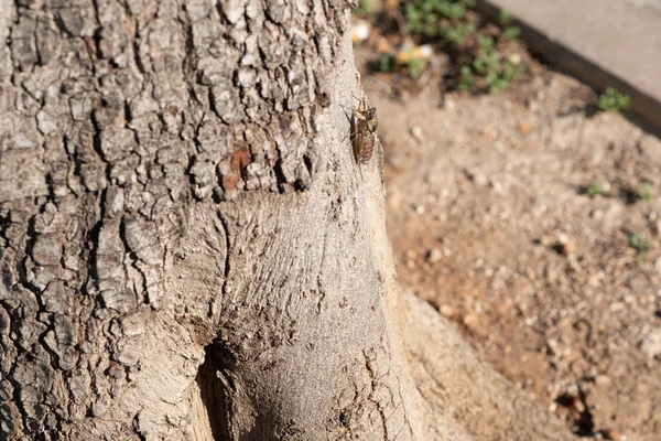 Cicada su un albero — Foto Stock