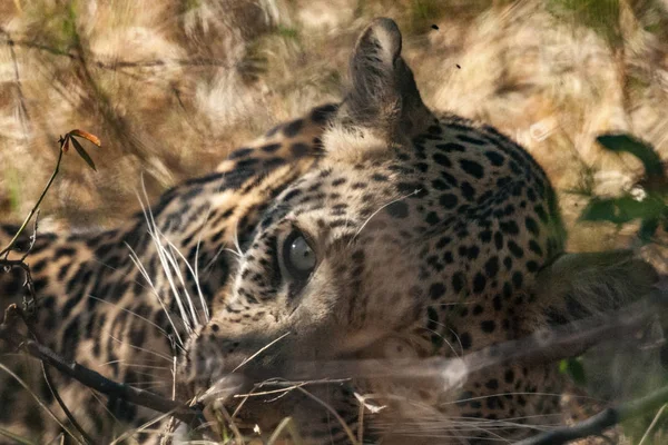 Jaguar in Chobe reserve — Stockfoto