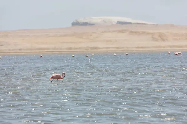 Flamingi w Paracas, za — Zdjęcie stockowe