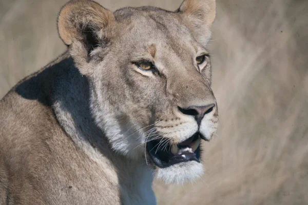 Lioness, Botswana — Zdjęcie stockowe