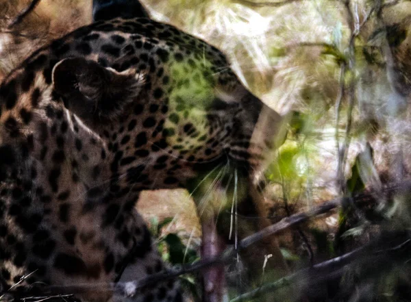 Een Jaguar Onder Bomen Chobe Park Reserve Botswana — Stockfoto