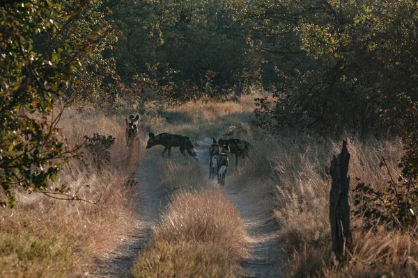 Group Lycaons Game Reserve Botswana — Stock Photo, Image