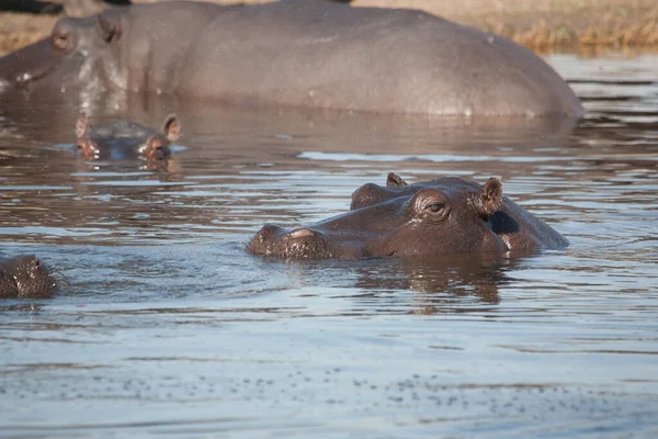 Wildreseve Botswana Hyppo Bei Sonnenuntergang — Stockfoto