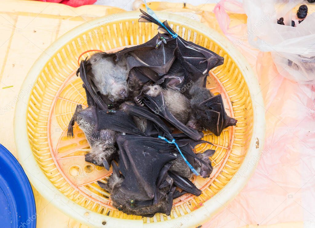 Bats sold at market in Luang Prabang, Laos