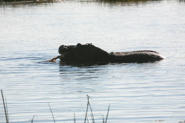 Jogo Resseve Botswana Hipopótamo Pôr Sol — Fotografia de Stock