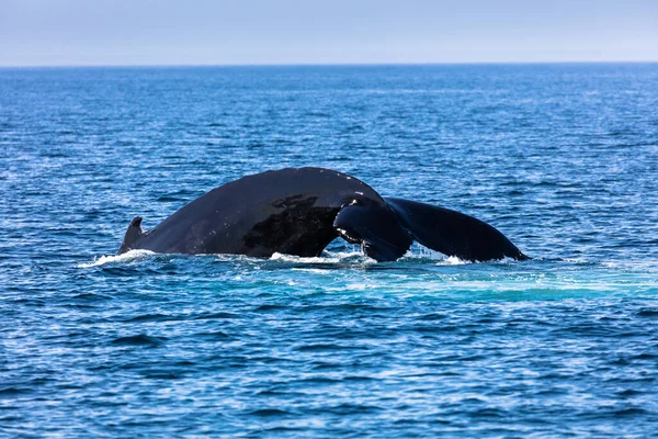 Whale Cape Cod Massachussetts Stati Uniti — Foto Stock