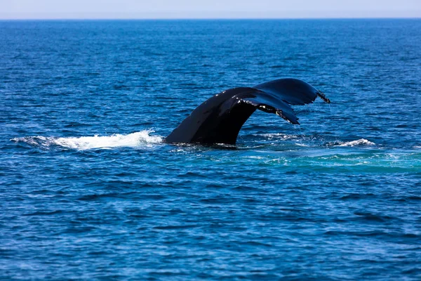Whale Cape Cod Massachussetts United States — Stock Photo, Image