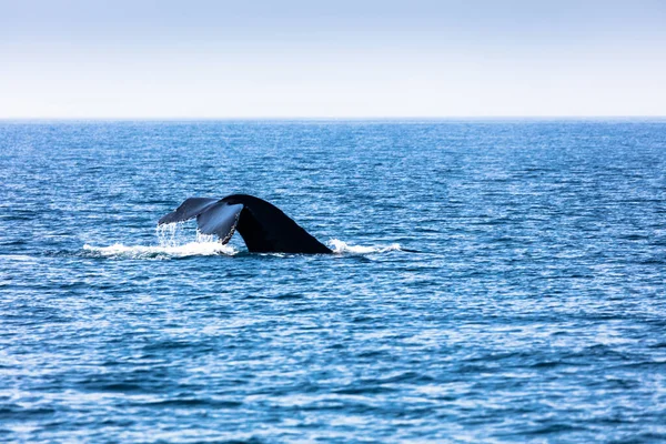 美国马塞诸塞州科德角的鲸鱼 — 图库照片