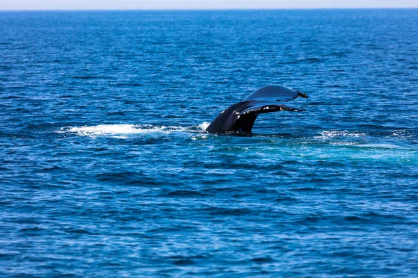 Whale Cape Cod Massachussetts United States — Stock Photo, Image