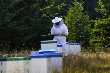 Üniformalı arıcı 