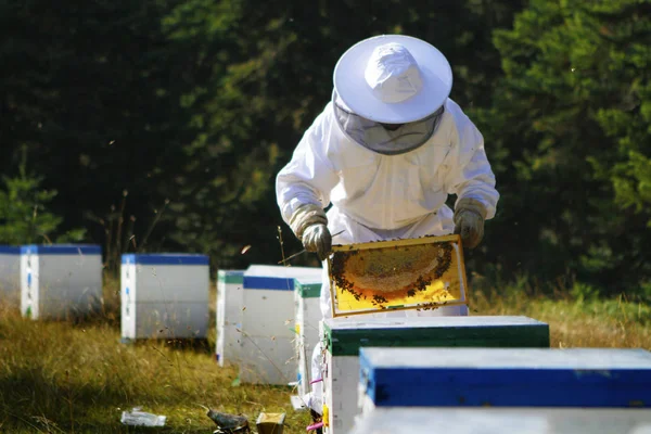 Imker inspiziert Bienenstock — Stockfoto