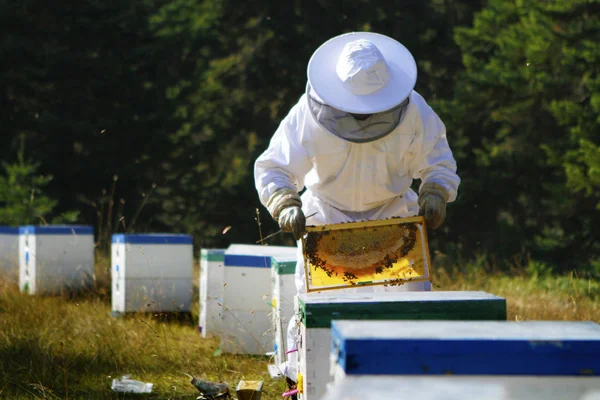 Imker inspecteren Bijenkorf Stockfoto