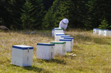 Arıcı açma arı kovanı