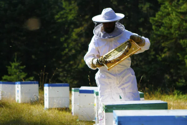Beekeeper tutan arı kovanı muayene