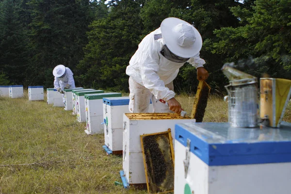 Gli apicoltori ispezionano l'alveare — Foto Stock