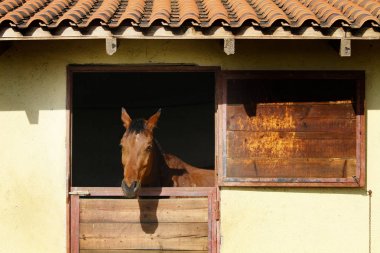 kahverengi at istikrarlı