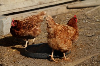 serbest çiftlik tavukları