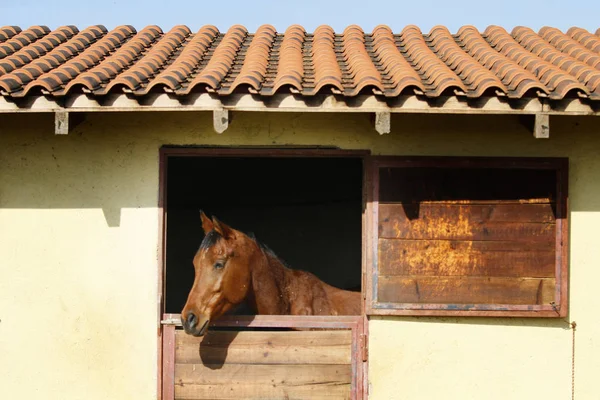 Paard in stal — Stockfoto