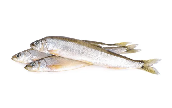 Ganze Runde frischer japanischer Sandfisch oder japanischer Wittling auf — Stockfoto