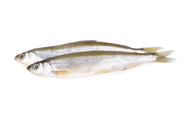 Whole round fresh Japanese sand fish or Japanese whiting fish on Stock Picture