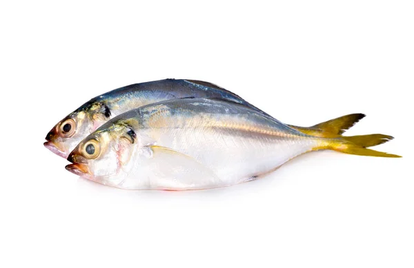 Whole round fresh horse mackerel on white background — Stock Photo, Image