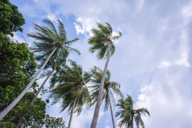  Tayland 'da tropik plaj