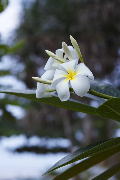 Tropical flower frangipani of Thailand — Stock Photo, Image