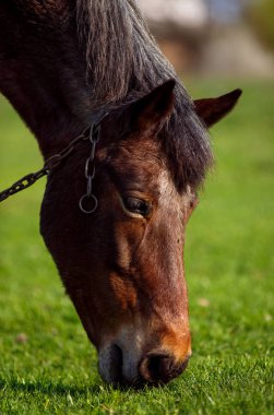 Ukrayna köyünde bir çim zemin üzerine at