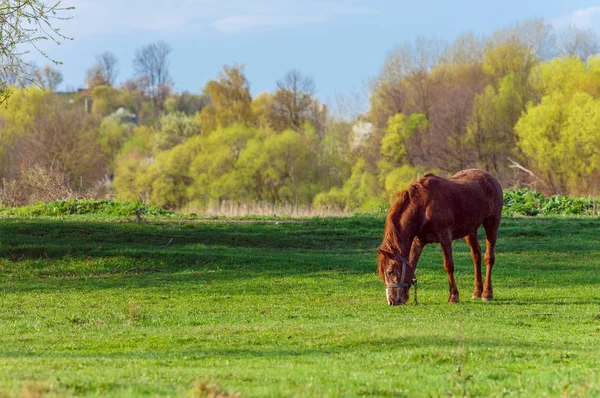Koń na tle trawy w ukraińskiej wsi — Zdjęcie stockowe