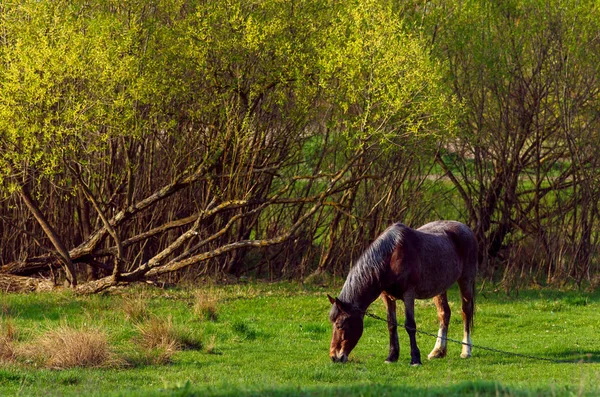Koń na tle trawy w ukraińskiej wsi — Zdjęcie stockowe