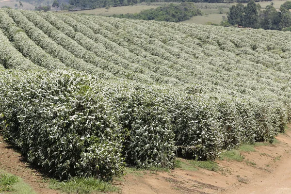 Farma květovaný kávové plantáže v Brazílii — Stock fotografie