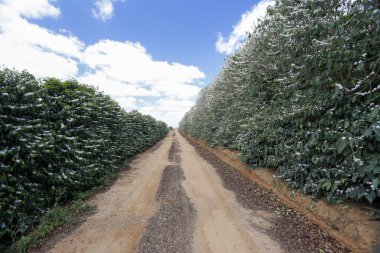 Brezilya'da kahve çiftlik çiftlik çiçekli
