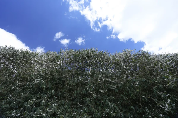 Finca plantación de café con flores en Brasil — Foto de Stock