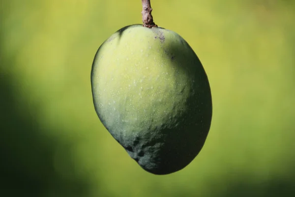 Φρούτα μάνγκο πράσινο — Φωτογραφία Αρχείου