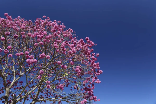 Árbol amarillo púrpura con cielo azul —  Fotos de Stock