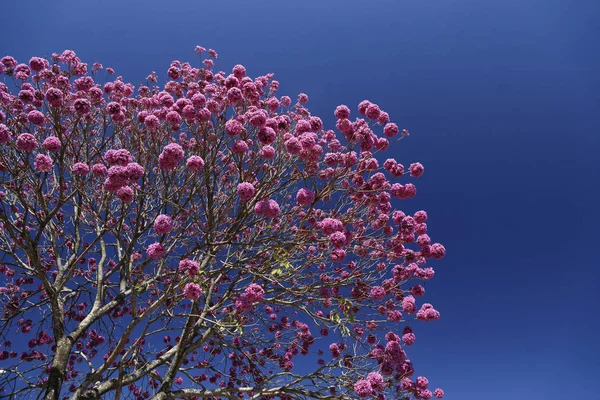 Lila gula träd med blå himmel — Stockfoto